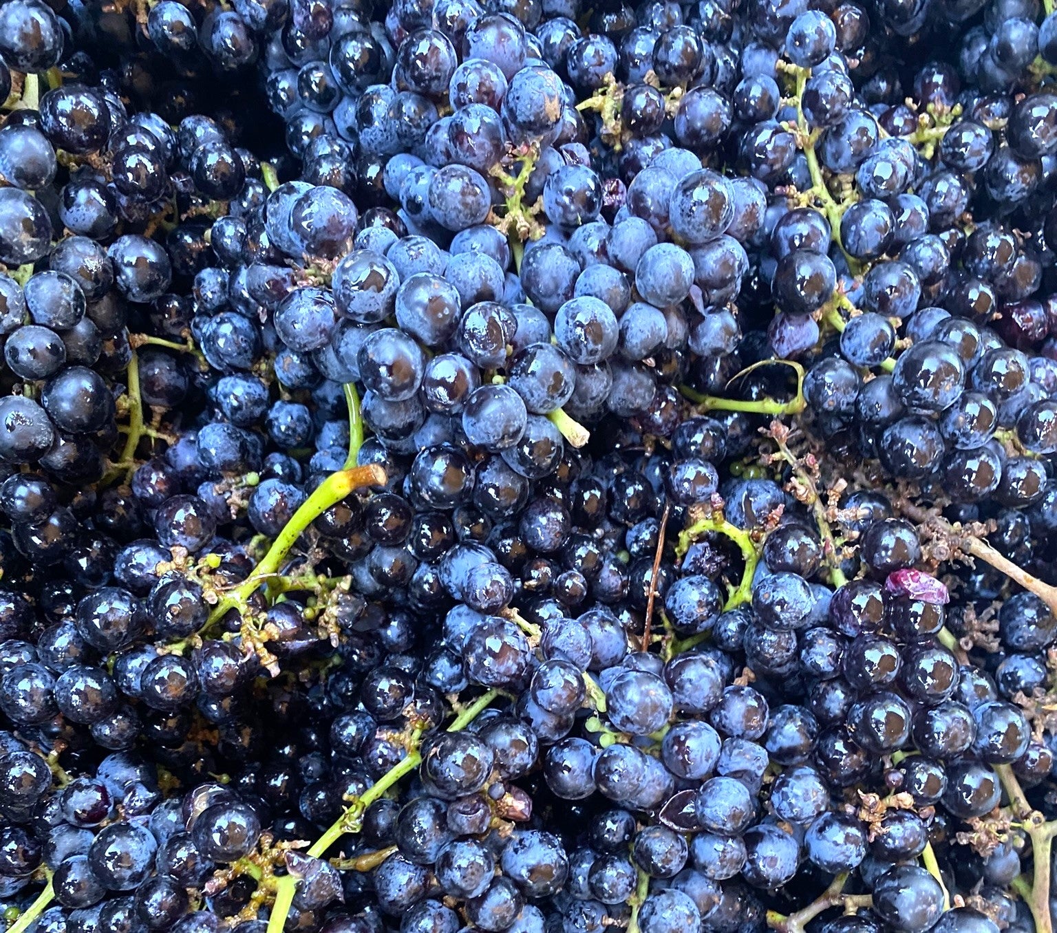 Merlot 2025