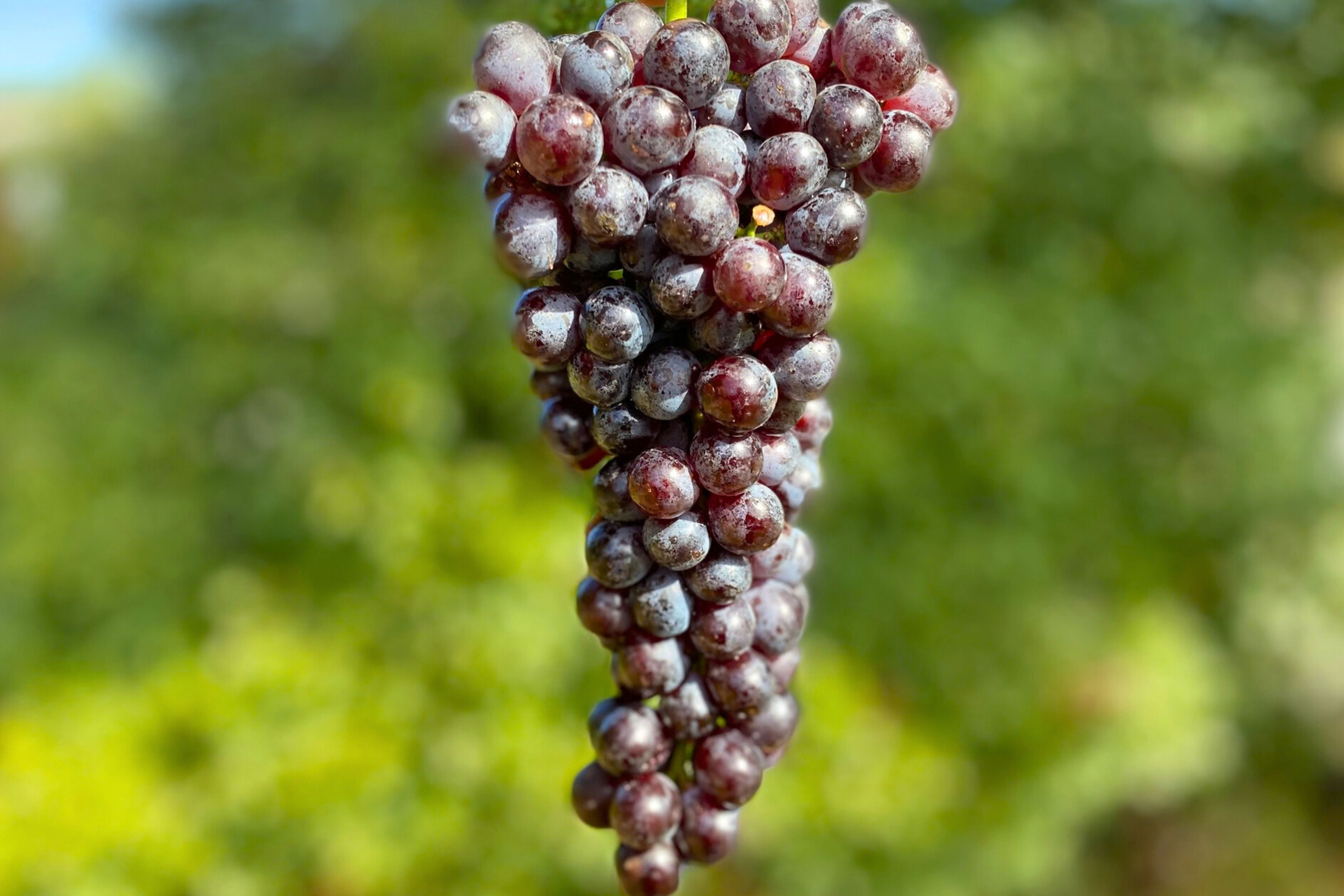 Nebbiolo 2025