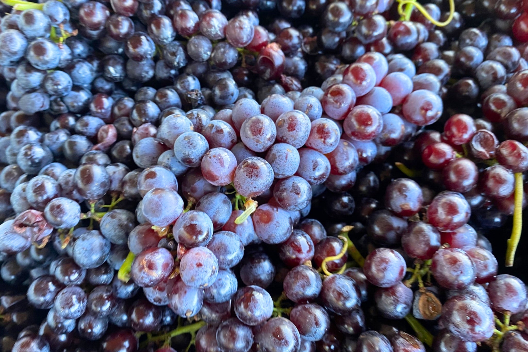 Nebbiolo 2025